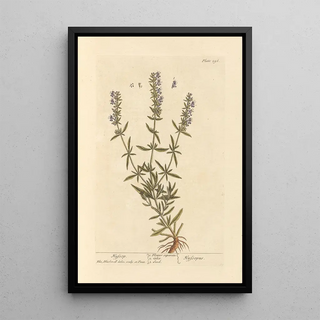 Elizabeth Blackwell - Hyssop.webp