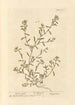 Renouée - Elizabeth Blackwell — Ansicht des Kunstwerks