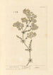 Caille-lait - Elizabeth Blackwell — Ansicht des Kunstwerks