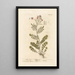 Cardamine des prés - Elizabeth Blackwell — gerahmtes Bild an der Wand