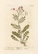 Cardamine des prés - Elizabeth Blackwell — Ansicht des Kunstwerks