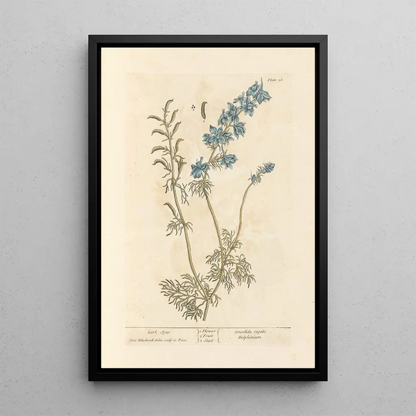 Schafsfuss - Elizabeth Blackwell — gerahmtes Bild an der Wand