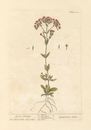 Elizabeth Blackwell - Lesser centory.webp