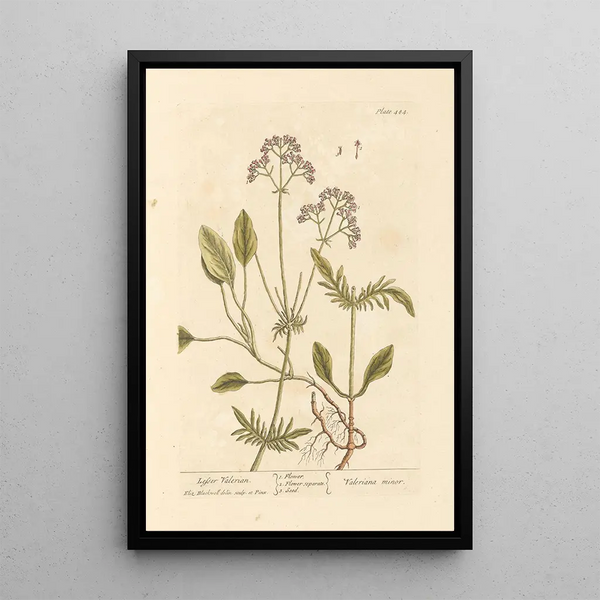 Kleine Efeu-Vertiefung - Elizabeth Blackwell — gerahmtes Bild an der Wand