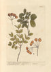 Holz des Lebens Jamaika Holz des Lebens Brasiliens - Elizabeth Blackwell — Ansicht des Kunstwerks