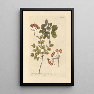 Elizabeth Blackwell - Lignum vitae of Jamaica lignum vitae of Brasil.webp