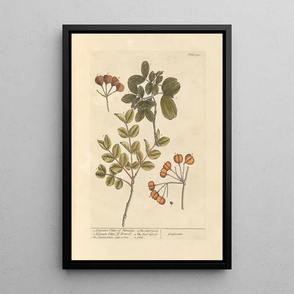 Holz des Lebens Jamaika Holz des Lebens Brasiliens - Elizabeth Blackwell — gerahmtes Bild an der Wand