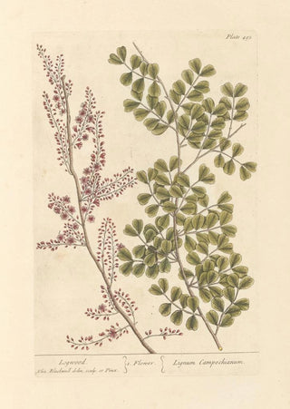 Elizabeth Blackwell - Logwood.webp