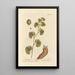 Aristoloche longue - Elizabeth Blackwell — gerahmtes Bild an der Wand