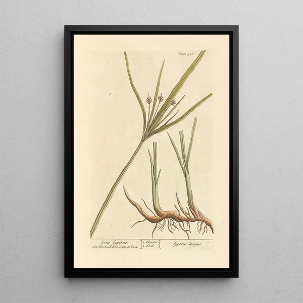 Souchet lang - Elizabeth Blackwell — gerahmtes Bild an der Wand