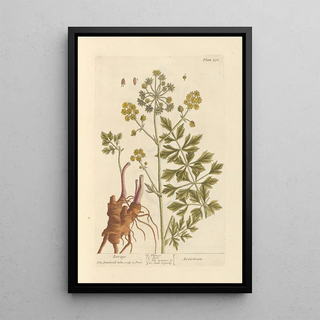 Elizabeth Blackwell - Lovage.webp