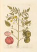 Pomme d'amour - Elizabeth Blackwell — Ansicht des Kunstwerks