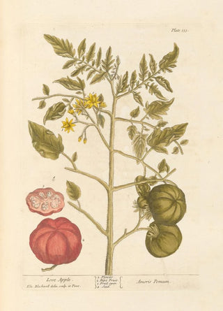 Elizabeth Blackwell - Love apple.webp