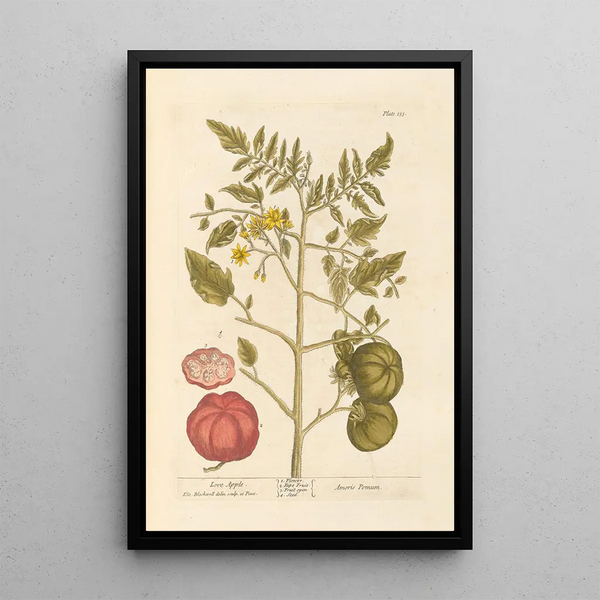 Pomme d'amour - Elizabeth Blackwell — gerahmtes Bild an der Wand