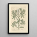 Lupin - Elizabeth Blackwell — gerahmtes Bild an der Wand