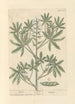 Lupin - Elizabeth Blackwell — Ansicht des Kunstwerks