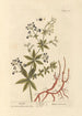 Garance - Elizabeth Blackwell — Ansicht des Kunstwerks