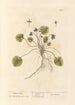 Violette de mars - Elizabeth Blackwell — Ansicht des Kunstwerks