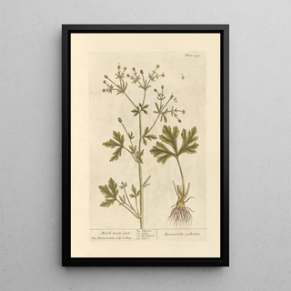 Elizabeth Blackwell - Marsh crowfoot.webp