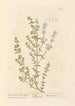 Thym Mastix oder Mastixkraut - Elizabeth Blackwell — Ansicht des Kunstwerks