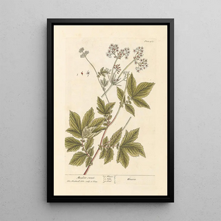 Elizabeth Blackwell - Meadow sweet.webp