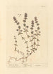 Serpolet - Elizabeth Blackwell — Ansicht des Kunstwerks