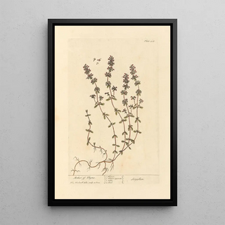 Elizabeth Blackwell - Mother of thyme.webp