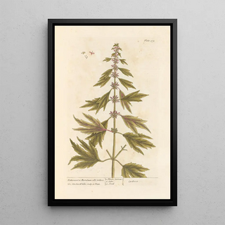 Elizabeth Blackwell - Motherwort or marrubium.webp