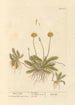 Ohr der Maus - Elizabeth Blackwell — Ansicht des Kunstwerks