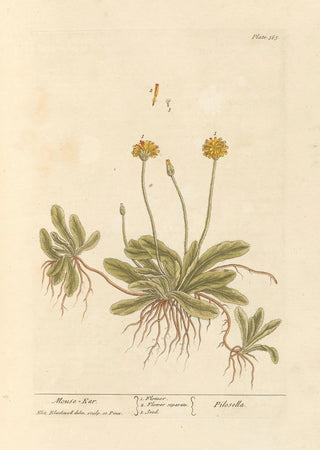 Elizabeth Blackwell - Mouse ear.webp