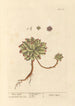 Ail des souris - Elizabeth Blackwell — Ansicht des Kunstwerks