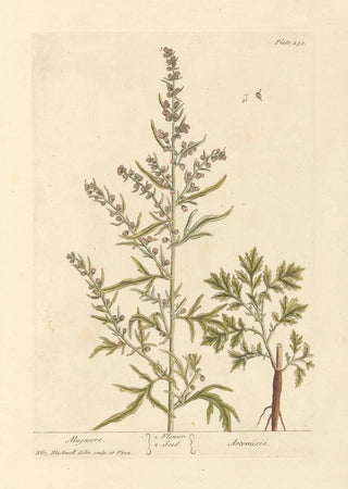 Elizabeth Blackwell - Mugwort.webp