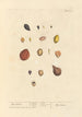 Myrobolans - Elizabeth Blackwell — Ansicht des Kunstwerks
