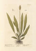 Plantain à feuilles étroites - Elizabeth Blackwell — Ansicht des Kunstwerks
