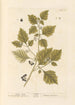 Morelle noire - Elizabeth Blackwell — Ansicht des Kunstwerks