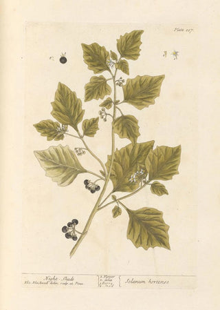 Elizabeth Blackwell - Nightshade.webp