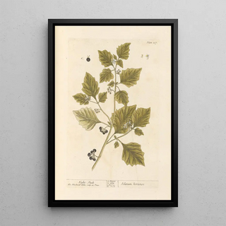 Elizabeth Blackwell - Nightshade.webp