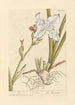 Iris - Elizabeth Blackwell — Ansicht des Kunstwerks