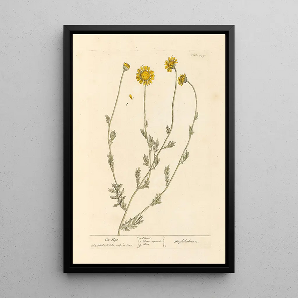 Großes Margeriten-Gemälde - Elizabeth Blackwell — gerahmtes Bild an der Wand
