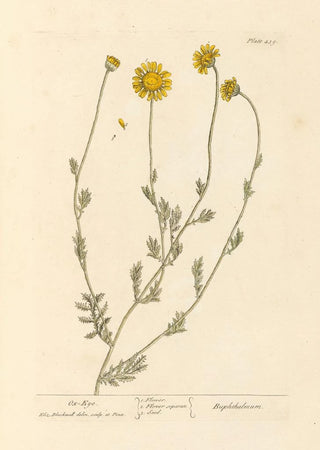 Elizabeth Blackwell - Oxeye.webp