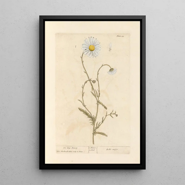 Marguerite - Elizabeth Blackwell — gerahmtes Bild an der Wand