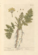 Pastinake - Elizabeth Blackwell — Ansicht des Kunstwerks
