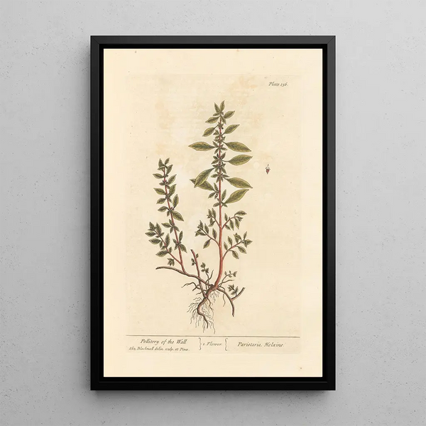 Pellitoire des murs - Elizabeth Blackwell — gerahmtes Bild an der Wand