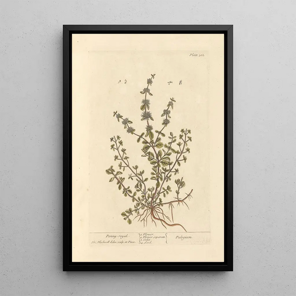 Menthe pouliot - Elizabeth Blackwell — gerahmtes Bild an der Wand