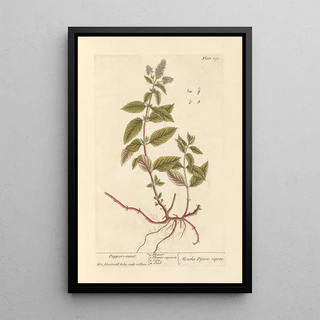 Elizabeth Blackwell - Pepper mint.webp