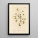 Ficaire - Elizabeth Blackwell — gerahmtes Bild an der Wand
