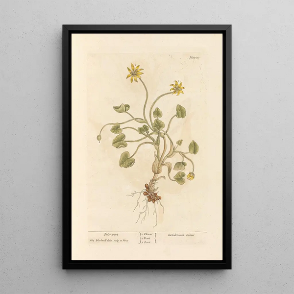 Ficaire - Elizabeth Blackwell — gerahmtes Bild an der Wand
