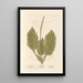 Plantain - Elizabeth Blackwell — gerahmtes Bild an der Wand