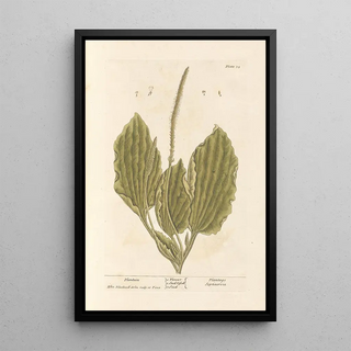 Elizabeth Blackwell - Plantain.webp
