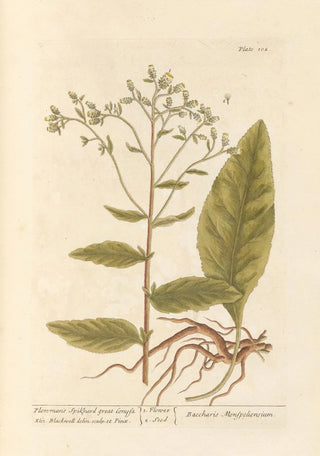 Elizabeth Blackwell - Plowmans spikenard great conysa.webp